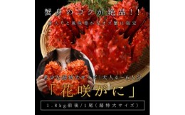 【ふるさと納税】＜稚内で浜ゆで＞超大サイズ 花咲ガニ姿造り1.8キロ前後×1尾　数量限定50尾限り【1471505】