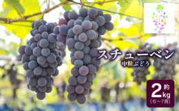 【ふるさと納税】【令和6年産先行予約】鶴岡市産 スチューベン 約2kg（6房〜7房） 中粒ぶどう　カラフルぶどう園