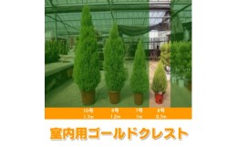 【ふるさと納税】ゴールドクレスト ウィルマ(室内用)6号鉢　高さ:約70センチ ＜クリスマスツリー＞【1477688】