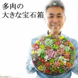 【ふるさと納税】多肉植物の寄せ植え 10号鉢_FC01 ※北海道・沖縄・離島への配送不可