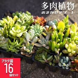 【ふるさと納税】多肉植物 おまかせアソート 16苗セット_FC03 ※北海道・沖縄・離島への配送不可