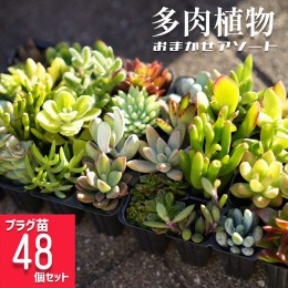 【ふるさと納税】多肉植物 おまかせアソート 48苗セット_FC05 ※北海道・沖縄・離島への配送不可