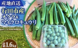 【ふるさと納税】No.397 【産地直送】行田市産オクラ＆マイクロキュウリ　計1600g ／ 國嶋農産 野菜 新鮮 埼玉県 特産品