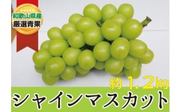 【ふるさと納税】シャインマスカット 約1.2kg ★産地直送★ 8月下旬以降発送【2024年9月上旬〜2024年9月中旬発送】