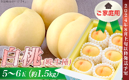 【ふるさと納税】ご家庭用 白桃(晩生種) 5〜6玉（約1.5kg）