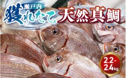 【ふるさと納税】瀬戸内　獲れたて天然真鯛（鮮魚 約2.2kg〜約2.4kg）| 魚介類 海の幸 海鮮 国産 日本産 広島県産 即日加工 鮮度抜群 マ