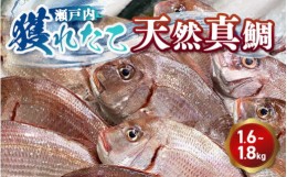 【ふるさと納税】瀬戸内　獲れたて天然真鯛（鮮魚 約1.6kg〜約1.8kg）| 魚介類 海の幸 海鮮 国産 日本産 広島県産 即日加工 鮮度抜群 マ