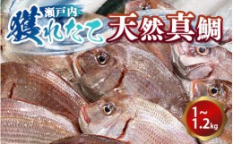 【ふるさと納税】瀬戸内　獲れたて天然真鯛（鮮魚約1kg〜約1.2kg）| 魚介類 海の幸 海鮮 国産 日本産 広島県産 即日加工 鮮度抜群 マダイ