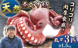 【ふるさと納税】天然 タコ ボイル済み ゑべす蛸 3匹（計1.5kg） 西海市 海鮮 海の幸 天然 タコ 蛸 たこ 冷凍 ＜大瀬戸町漁協＞ [CAR007]