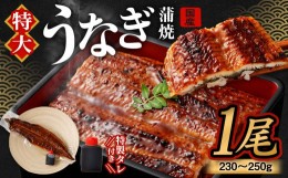 【ふるさと納税】国産 特大 うなぎ 蒲焼 1尾 (230 ~ 250g) と 特製タレ 1個 セット 【2024年7月下旬より順次発送】