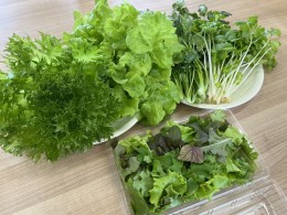 【ふるさと納税】LED水耕栽培 野菜詰め合わせ 1kgセット