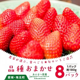 【ふるさと納税】いちご 品種おまかせ8パック あかまつ農園｜鬼北町 苺 農家直送 レッドパール 紅い雫 紅ほっぺ 贈り物 ギフト　※2025年