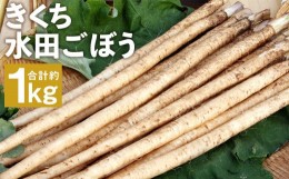 【ふるさと納税】きくち水田ごぼう 約1kg【2024年4月上旬〜5月下旬発送予定】