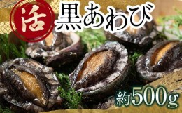 【ふるさと納税】中泊直送 天然 ”活” 黒あわび 約500g 【卓立水産】貝 海鮮 津軽海峡 アワビ 鮑 天然 産地直送 海産 魚貝 魚介 中泊町 