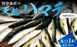 【ふるさと納税】竹中水産の「天然ハマチ」丸ごと1本!(約3キロ〜3.5キロサイズ)内臓処理済み＜F22-257＞【1075509】