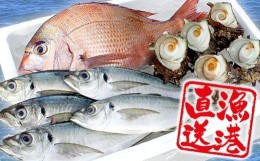 【ふるさと納税】【朝獲れ直送！】天羽漁協　旬の魚介３種セット