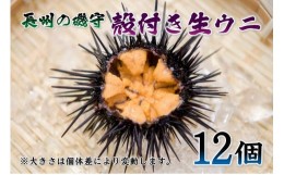 【ふるさと納税】(1364)殻付きウニ 12個 生うに 雲丹 長門市 ムラサキウニ