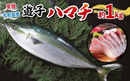 【ふるさと納税】遊子 ハマチ セット 計 1kg 愛媛県漁業協同組合遊子支所 数量限定 急速冷凍 皮なし 皮付き ハマチカマ ブロック 加工 真