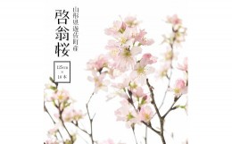 【ふるさと納税】191R06-202412c　啓翁桜 約125cm×10本（12月下旬発送）