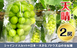 【ふるさと納税】11-01ぶどう【天晴（あっぱれ）】2房【いっちーブドウ園】（2024年9月中旬より発送予定）