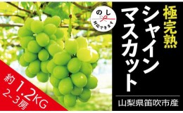 【ふるさと納税】＜2024年先行予約＞☆絶品☆ シャインマスカット 2-3房約1.2kg 090-004 ｜シャインマスカット 先行予約 丸章青果 笛吹市