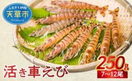 【ふるさと納税】S005-004_【鮮度抜群】厳選・幸福堂の活き車えび(250g)〈先行予約〉※全国