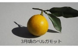 【ふるさと納税】小豆島産有機ベルガモット果実 1kg(約12個)・有機JAS認証・国産オーガニックベルガモット・無農薬