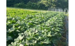 【ふるさと納税】親子でくまとり野菜収穫体験（020_5004）