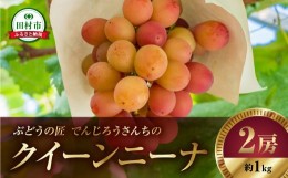 【ふるさと納税】【先行予約】 クイーンニーナ 1kg 2房 冷蔵 高級 種無し 種なし ブドウ ぶどう シャインマスカット 巨峰 品種 果物 甘さ