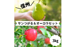 【ふるさと納税】HF04-24A【信州松川町産】サンつがる＆オーロラ2種類セット 約3kg ／ 9月上旬〜9月中旬発送予定  // 長野県 南信州  減