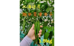 【ふるさと納税】青唐辛子1.5kg（激辛）