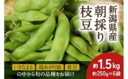 【ふるさと納税】【2024年先行予約】新潟県産 朝採り 枝豆 約1.5kg《6月中旬〜順次発送》「※いきなまる・湯あがり娘・肴豆」の中から旬