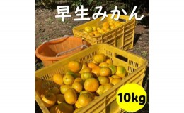 【ふるさと納税】早生みかん 10kg ご家庭用 農園直送 先行予約 11月発送 愛媛 数量限定 愛媛県産 人気 柑橘 伊予市｜B255