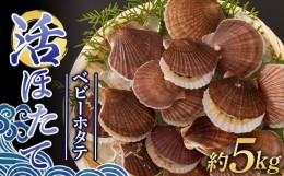 【ふるさと納税】生きたまま送る 活ほたて（ベビーホタテ） 約5kg 【太平丸】 ホタテ ほたて 帆立 活ホタテ 生ほたて 生ホタテ 刺身 半成