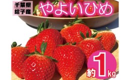 【ふるさと納税】先行予約 いちご やよいひめ 約1kg （250g×4パック） 苺 ストロベリー 果物 フルーツ ジャム ケーキ ゼリー ジュース 