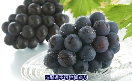 【ふるさと納税】ぶどう 2024年 先行予約 ニュー ピオーネ 約700g×2房 ブドウ 葡萄  岡山県 瀬戸内市産 国産 フルーツ 果物 ギフト