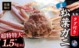 【ふるさと納税】【魚倉】タグ付き生松葉ガニ（超特特大１，５００ｇ以上） 松葉ガニ カニ カニ爪 タグ付き かにしゃぶ カニ刺身 冷蔵 ズ