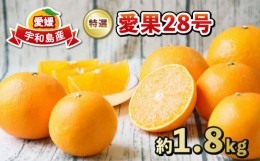 【ふるさと納税】特選 贈答用 愛果28号 1.8kg フレッシュつちやま 贈答品 ギフト プレゼント 高級  果物 フルーツ 柑橘 みかん 産地直送 