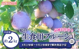 【ふるさと納税】[No.5657-3955]品種お任せ♪旬の生食用プルーン 秀品 約2kg《黒岩果樹園》■2024年発送■※8月上旬頃〜9月上旬頃まで順