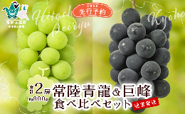 【ふるさと納税】【先行予約 数量限定】【旬の時期発送】ぶどう食べ比べ 常陸青龍１房（常陸太田市オリジナル品種）＆巨峰１房約800g【食