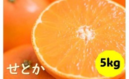 【ふるさと納税】せとか バラ詰め 5kg 先行予約 2025年1月発送 愛媛 数量限定 愛媛県産 人気 柑橘 伊予市｜C55