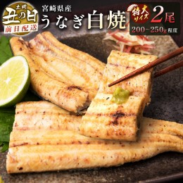 【ふるさと納税】前日配送予約［土用丑の日］うなぎ白焼きギフト 2尾（200〜250g/1尾あたり）宮崎県産鰻 蒲焼きタレ付（50ml×1本）【N45