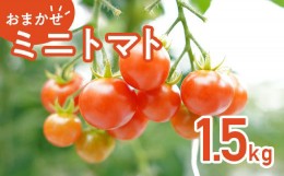 【ふるさと納税】454 ミニトマト 1.5kg 甘い JA 水戸 茨城 先行予約 2024年8月頃から順次発送予定