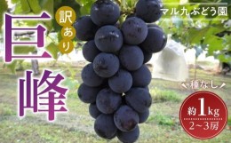 【ふるさと納税】【訳あり・数量限定】 巨峰（種なし）約1kg 〔2024年8月上旬より順次発送〕