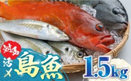 【ふるさと納税】対馬 活〆 島魚 セット 1.5kg《対馬市》【対馬地域商社】[WAC005] 九州 長崎 鮮魚 新鮮 鮮度 直送 冷蔵 鮮魚 刺身 海鮮 