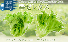 【ふるさと納税】定期便 4回 野菜 詰め合わせ セット レタス 計7個 幸せレタス フリルレタス 4個 グリーンリーフ 3個 水耕栽培  LED 栽培