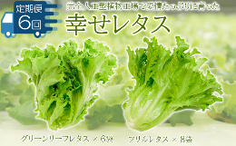 【ふるさと納税】野菜 詰め合わせ 定期便 6回  セット レタス 計14個 サラダ グリーンリーフレタス 6個 フリルレタス 8個 水耕栽培 幸せ