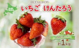 【ふるさと納税】【北海道内限定配送】いちご「けんたろう」250g×4パック 【 ふるさと納税 人気 おすすめ ランキング 果物 いちご苺 国