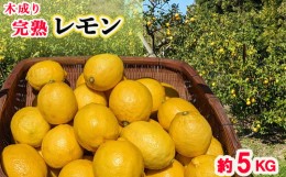 【ふるさと納税】木成り完熟 レモン 家庭用 5kg｜訳あり 檸檬 旬 わけあり 訳あり 甘い 柑橘 果物 フルーツ 糖度 愛媛 松山