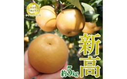 【ふるさと納税】【先行予約限定】 茨城県産【新高梨】約5kg【茨城県共通返礼品　かすみがうら市産】※2024年9月上旬〜10月上旬頃に順次